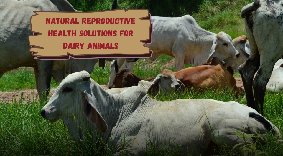 Natural Reproductive Health Solutions for Dairy Animals