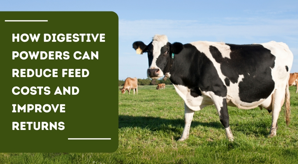 How Digestive Powders Can Reduce Feed Costs and Improve Returns