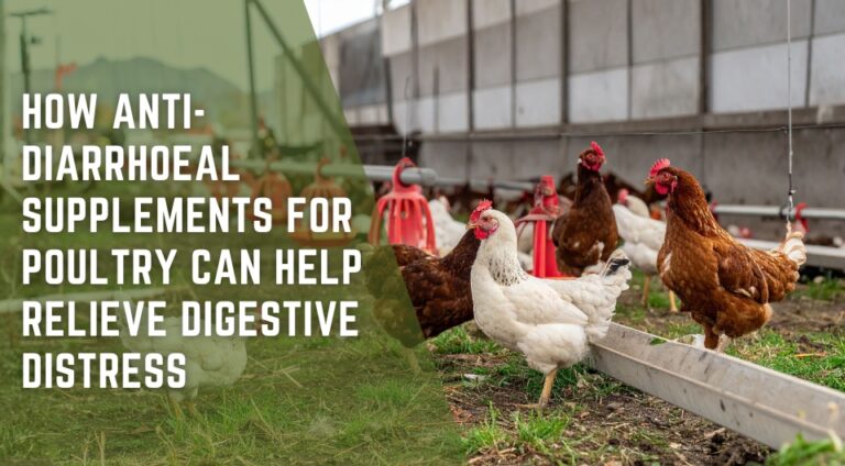 How Anti-Diarrhoeal Supplements for Poultry Can Help Relieve Digestive Distress