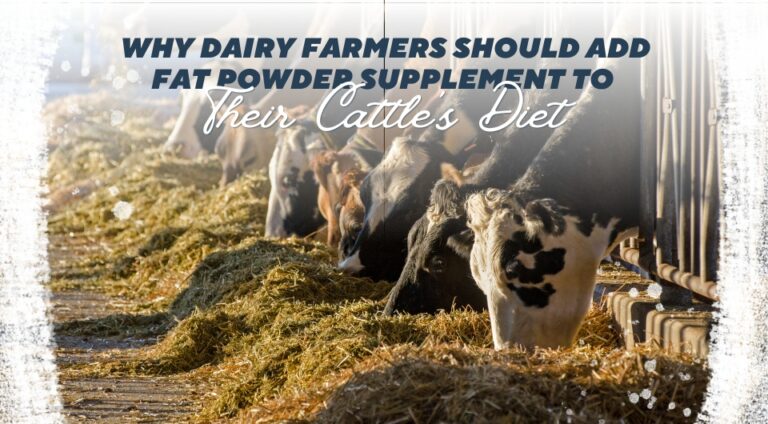 Why Dairy Farmers Should Add Fat Powder Supplement to Their Cattle's Diet