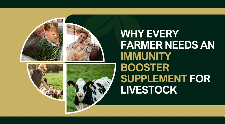 Why Every Farmer Needs an Immunity Booster Supplement for Livestock