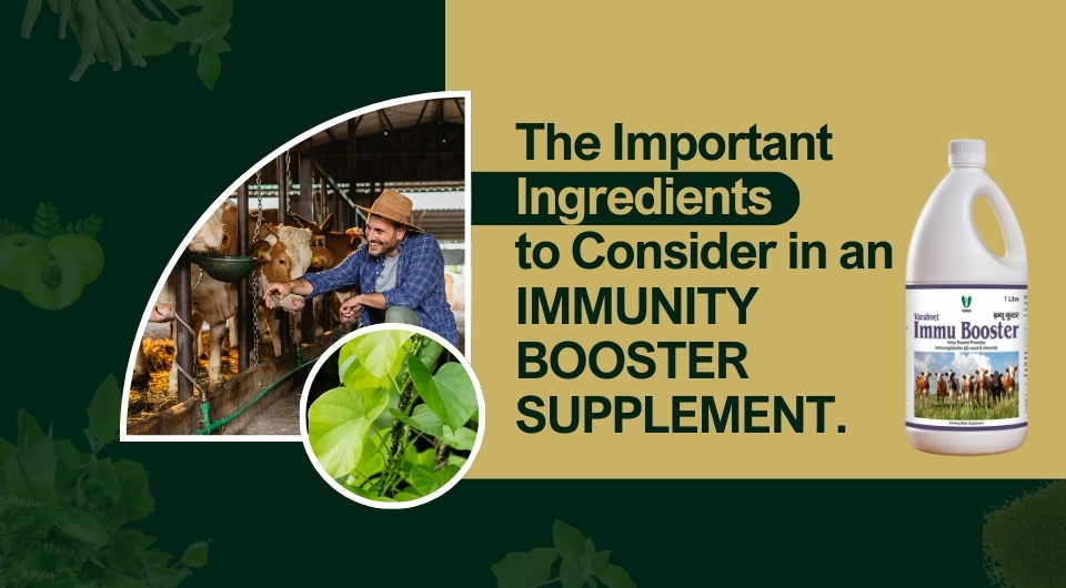Immunity Booster Supplement for Livestock