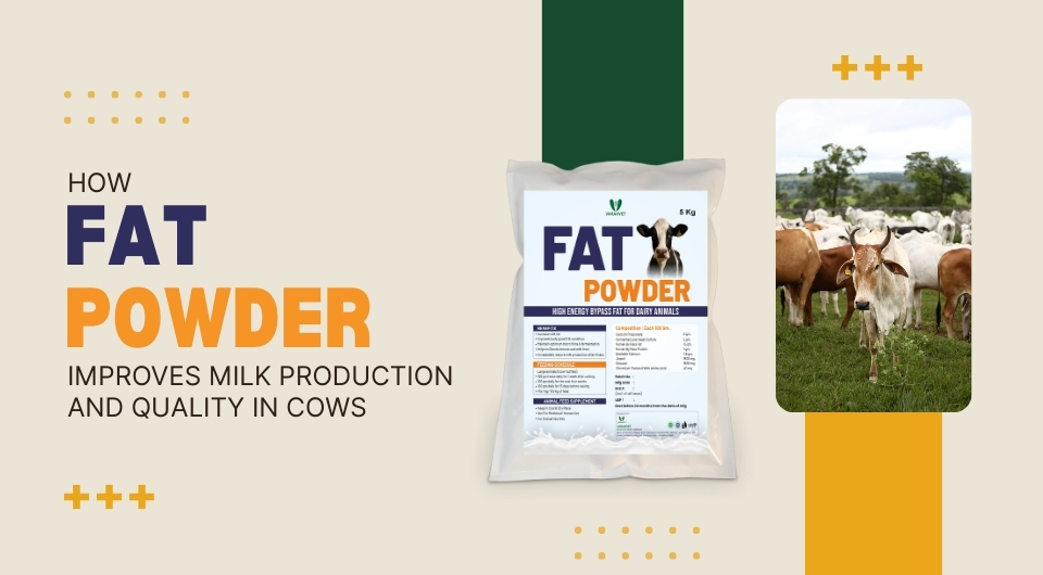 How Fat Powder Improves Milk Production and Quality in Cows