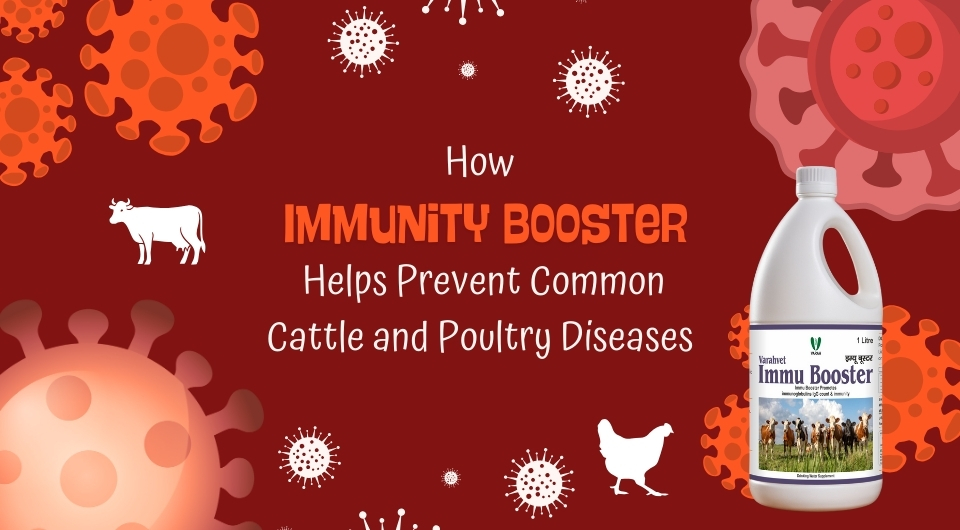 How Immunity Booster Helps Prevent Common Cattle and Poultry Diseases