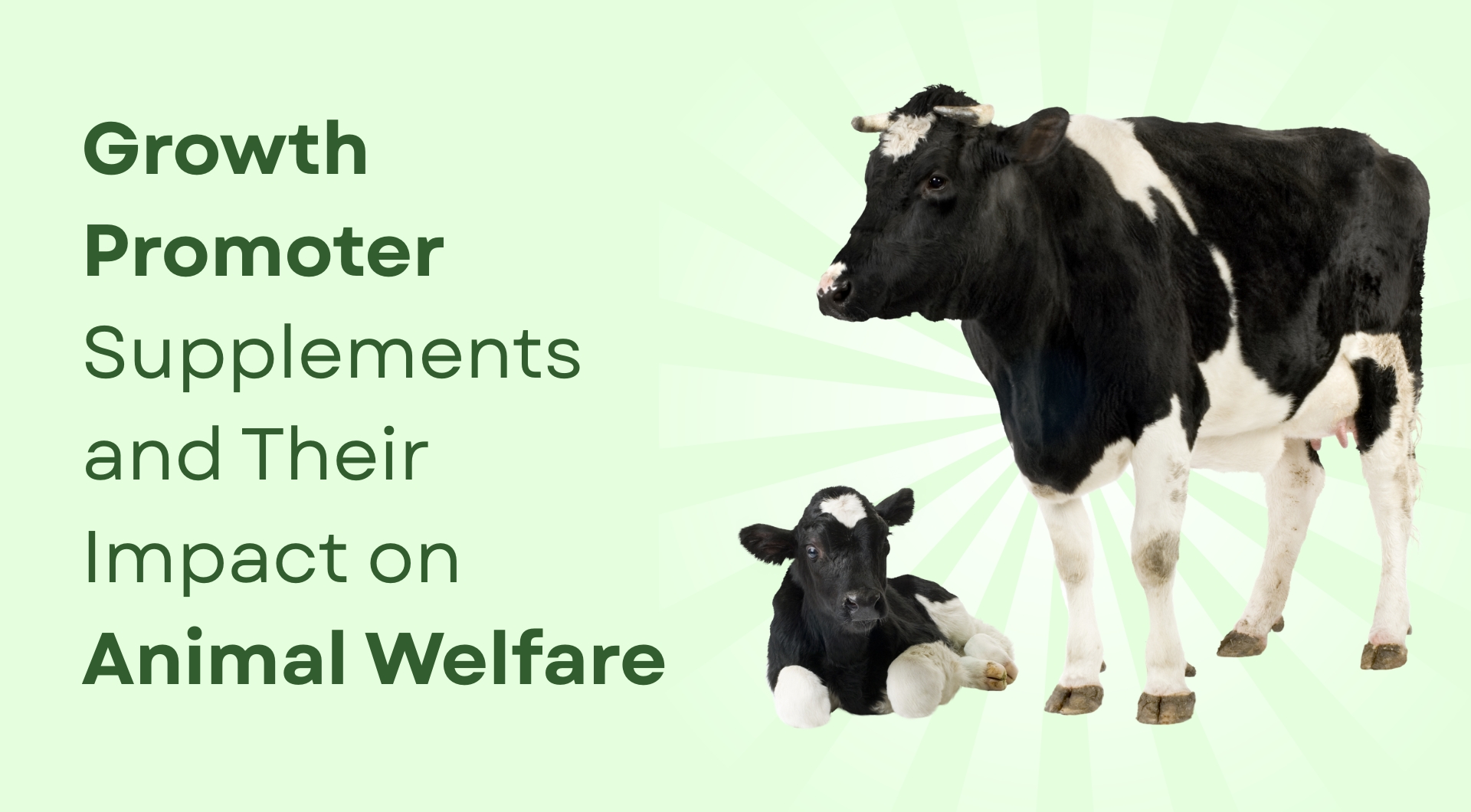 Growth Promoter Supplements and Their Impact on Animal Welfare