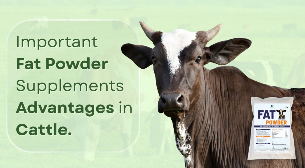 Fat Powder Supplements