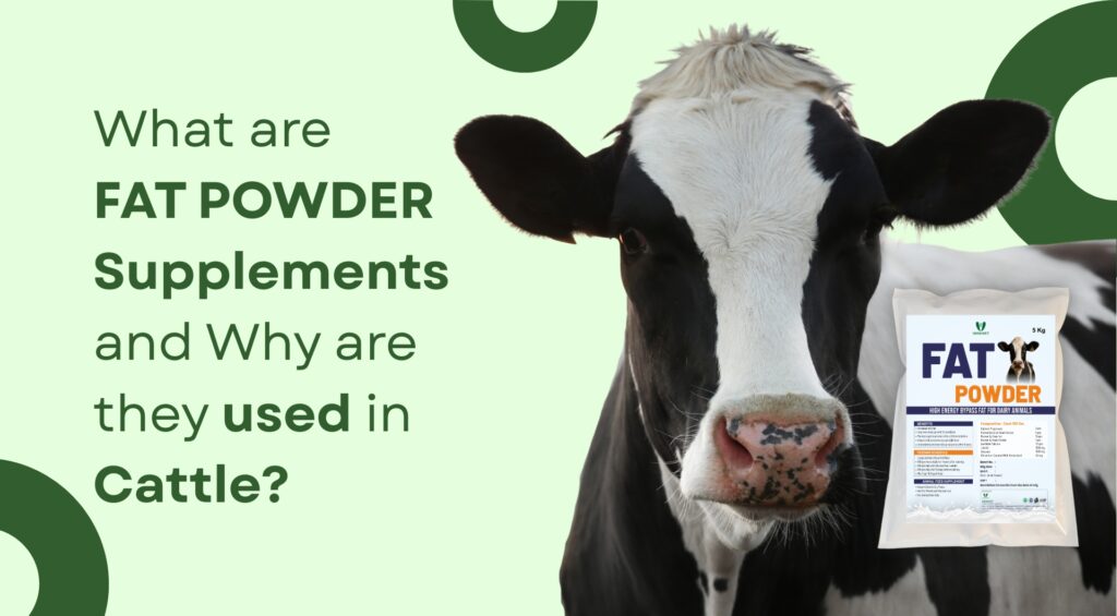 What are fat powder supplements and why are they used in cattle