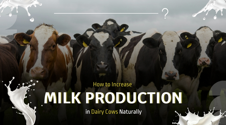How to Increase Milk Production in Dairy Cows Naturally