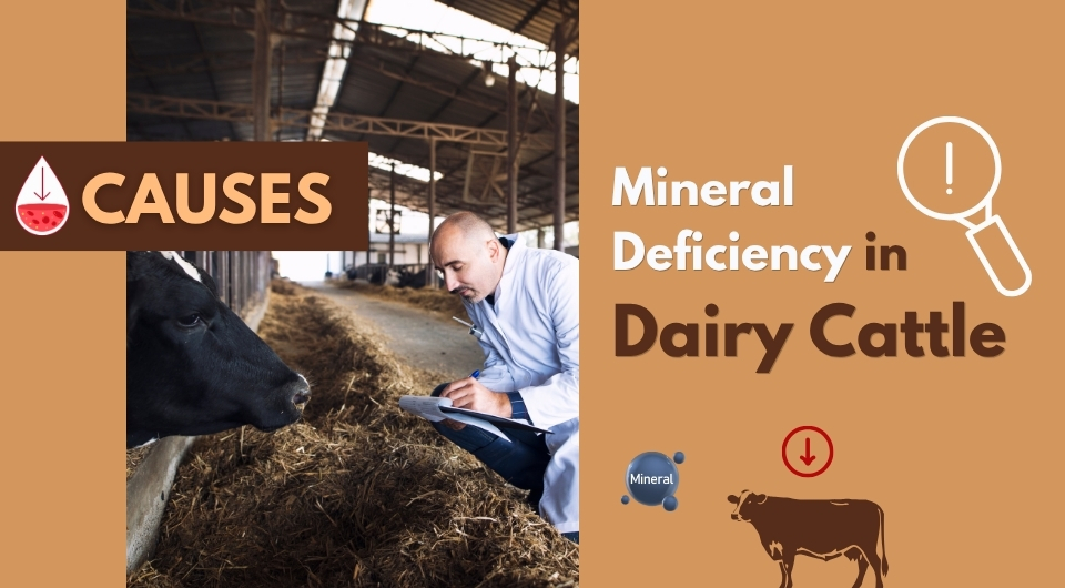 Mineral Deficiency in Dairy Cattle