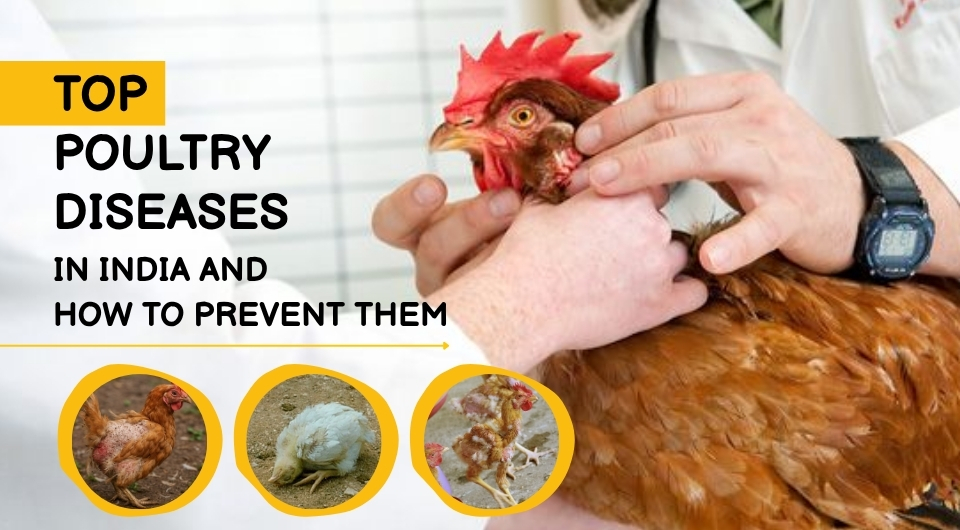 Top Poultry Diseases in India and How to Prevent Them