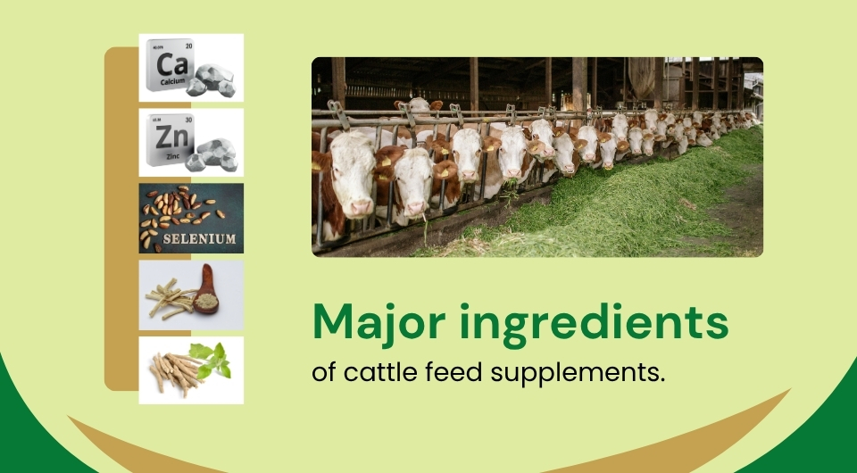 Major ingredients of cattle feed supplements.