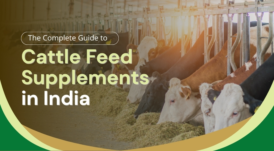 The Complete Guide to Cattle Feed Supplements in India