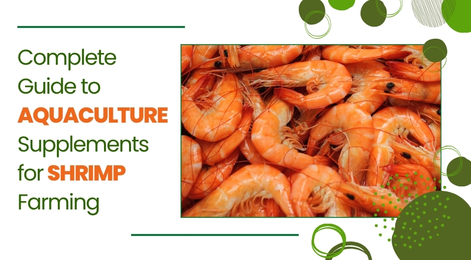 Complete Guide to Aquaculture Supplements for Shrimp Farming