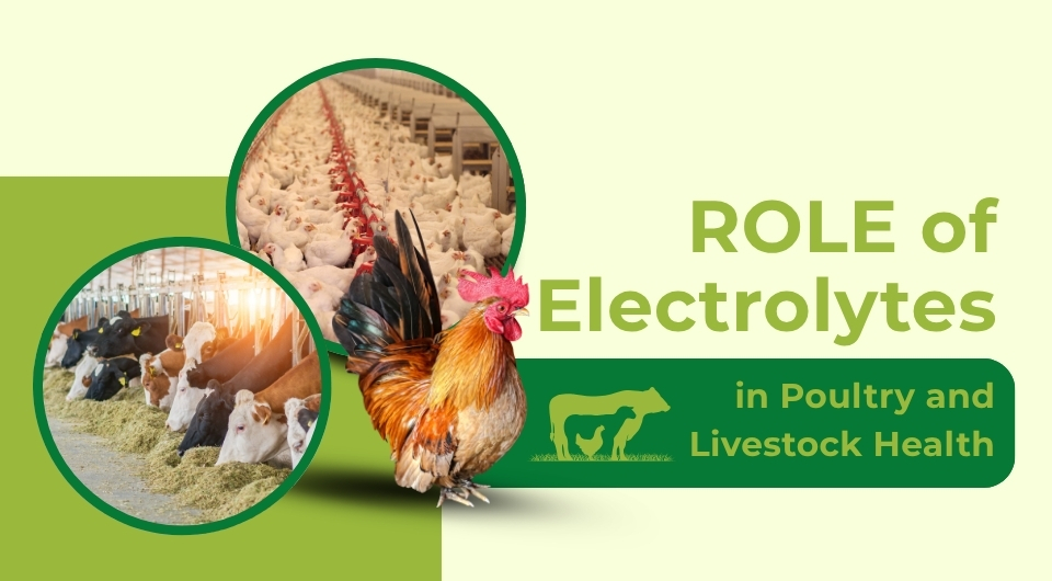 Role of Electrolytes in Poultry and Livestock Health