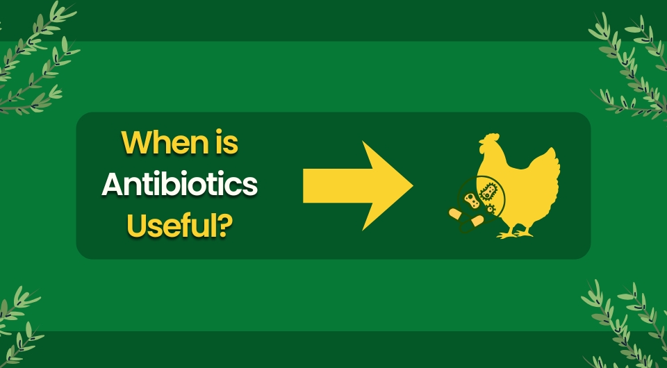 When is Antibiotics Useful