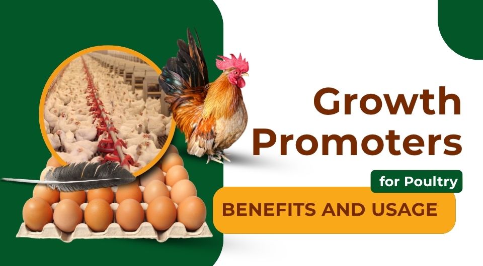 Growth Promoters for Poultry_ Benefits and Usage