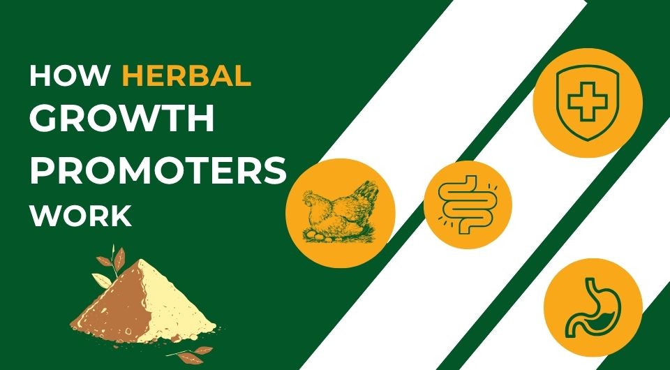 How Herbal Growth Promoters Work