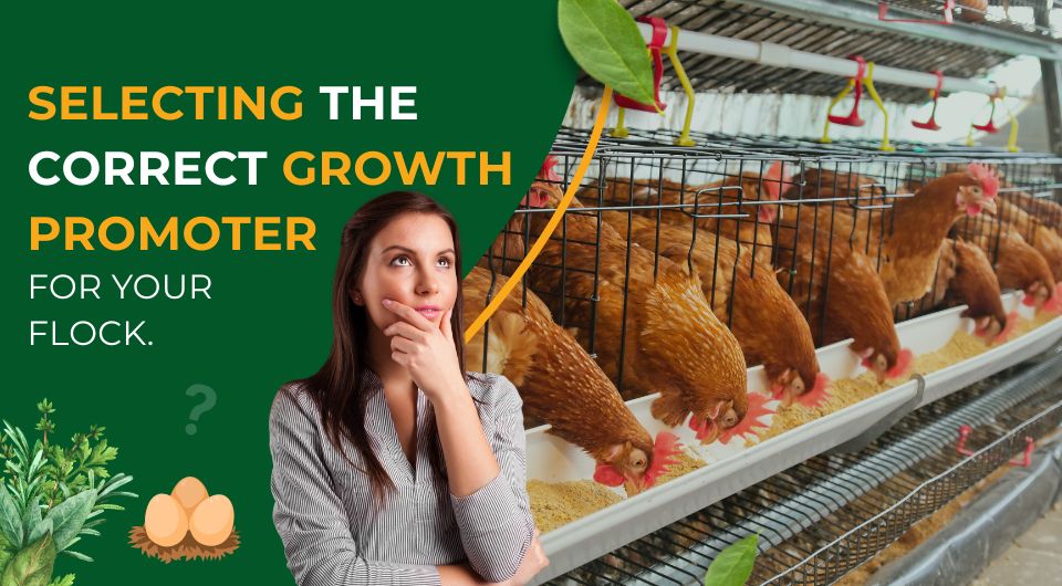 Selecting the correct Growth Promoter for your flock.