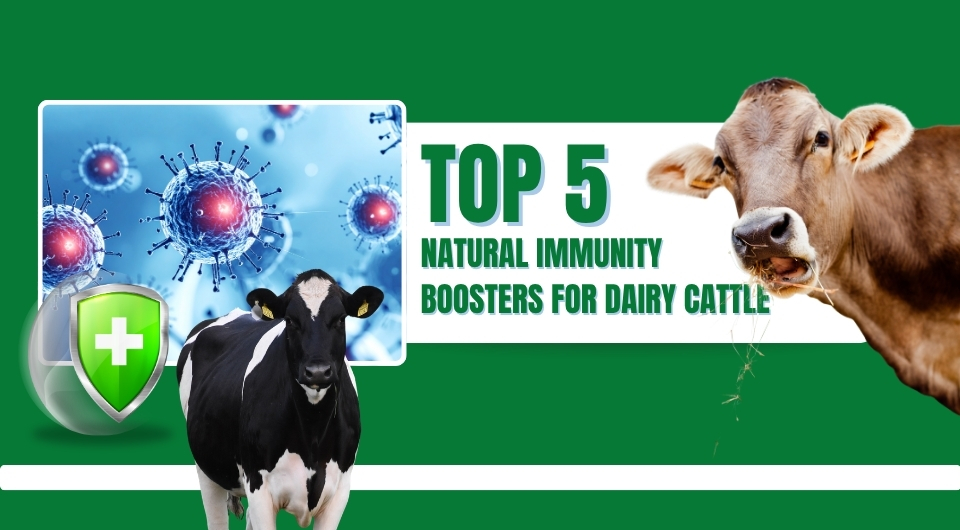TOP 5 Natural Immunity Boosters for Dairy Cattle