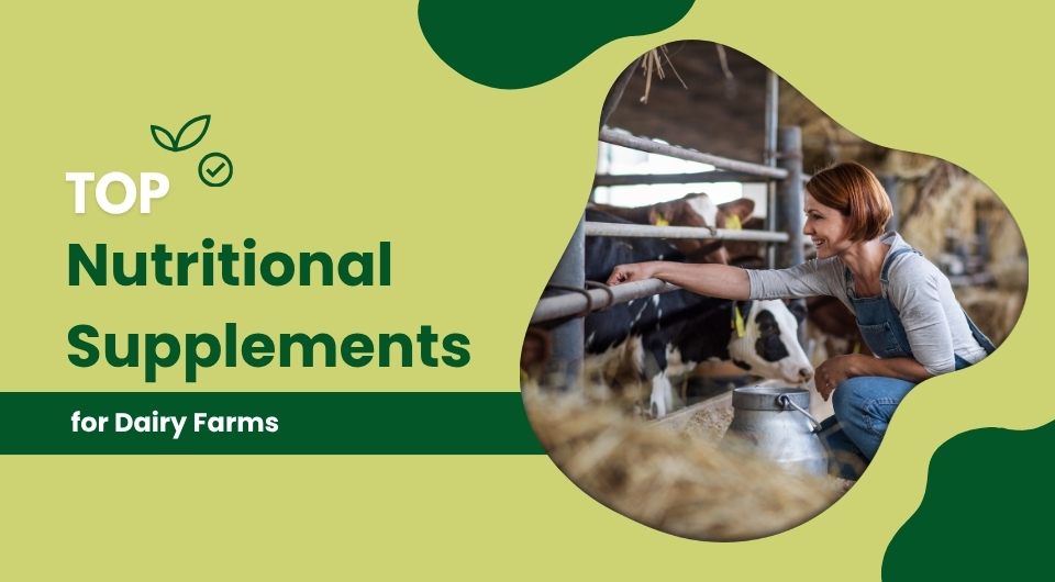 Top Nutritional Supplements for Dairy Farms