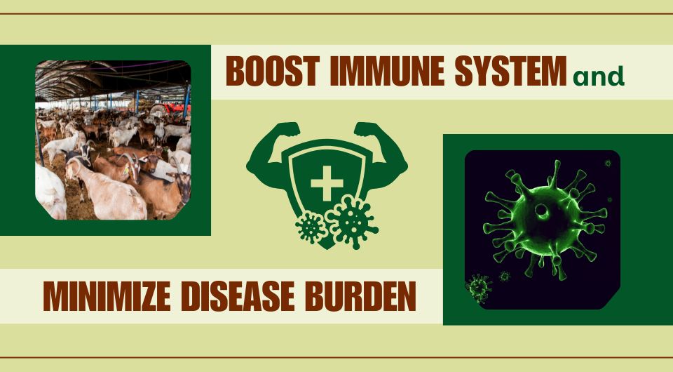 Boost immune system and minimize disease burden