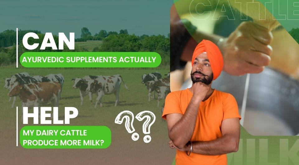 Can Ayurvedic Supplements Actually Help My Dairy Cattle Produce More Milk