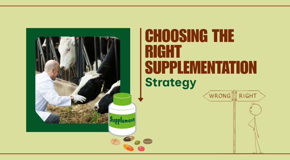 Choosing the Right Supplementation Strategy
