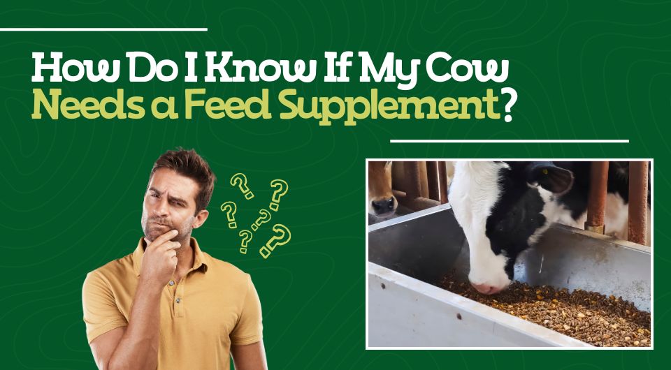 How Do I Know If My Cow Needs a Feed Supplement