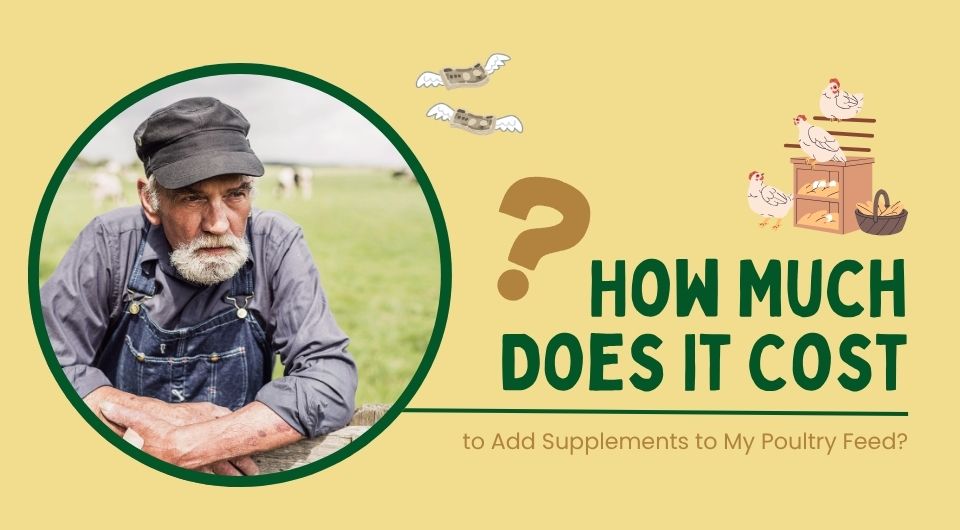 How Much Does It Cost to Add Supplements to My Poultry Feed