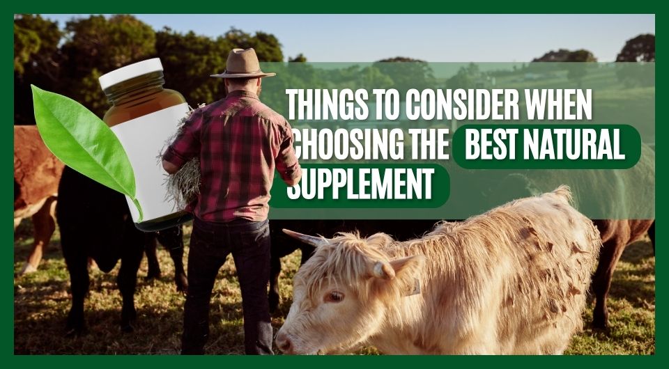 Things to consider when choosing the best natural supplement