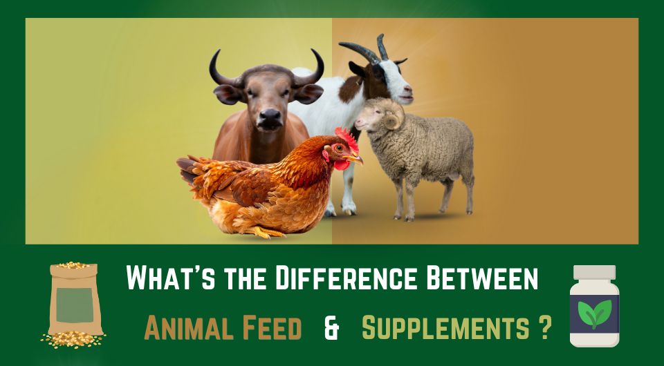 Whats the Difference Between Animal Feed and Supplements