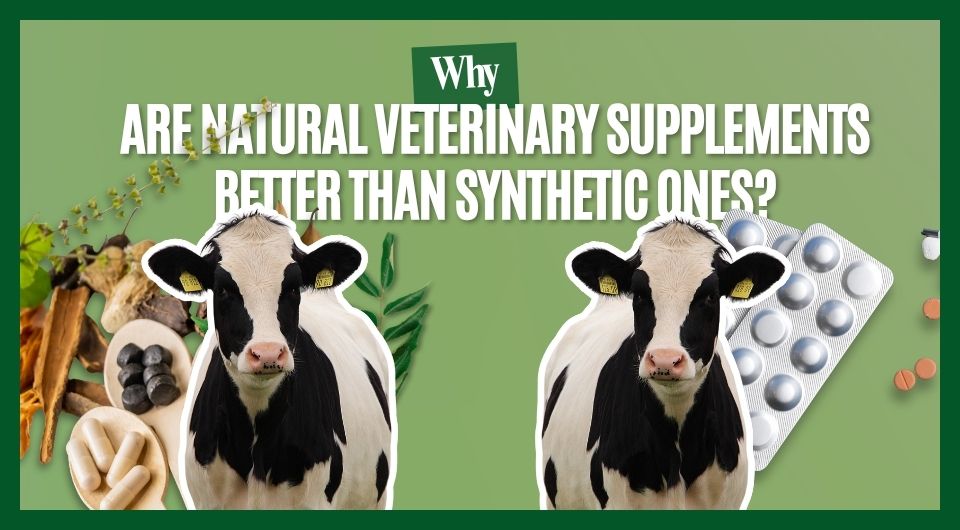 Why Are Natural Veterinary Supplements Better Than Synthetic Ones