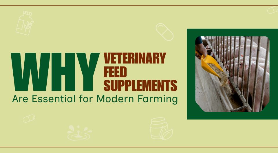 Why Veterinary Feed Supplements Are Essential for Modern Farming