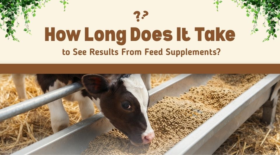 How Long Does It Take to See Results From Feed Supplements