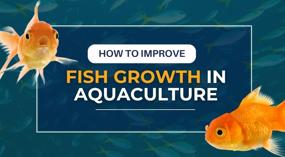 How to improve Fish Growth in Aquaculture