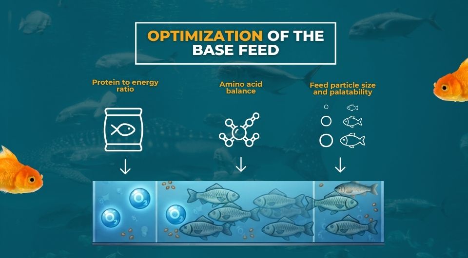 Optimization of the Base Feed