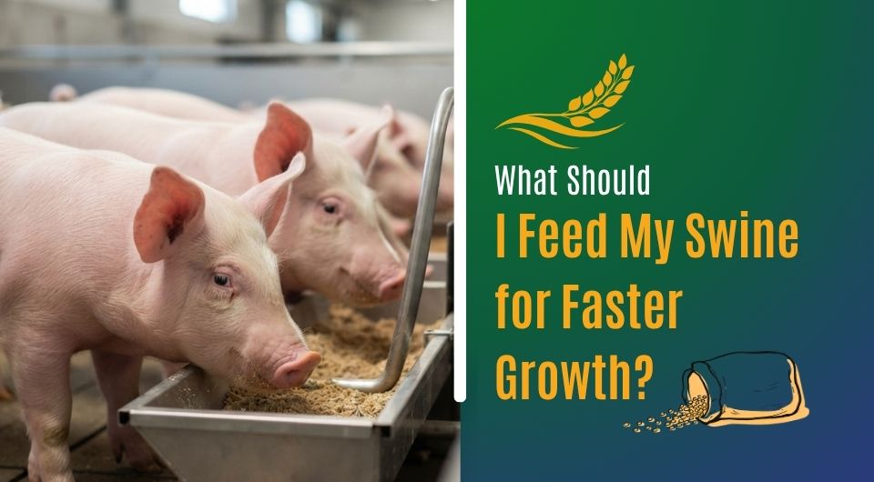 What Should I Feed My Swine for Faster Growth