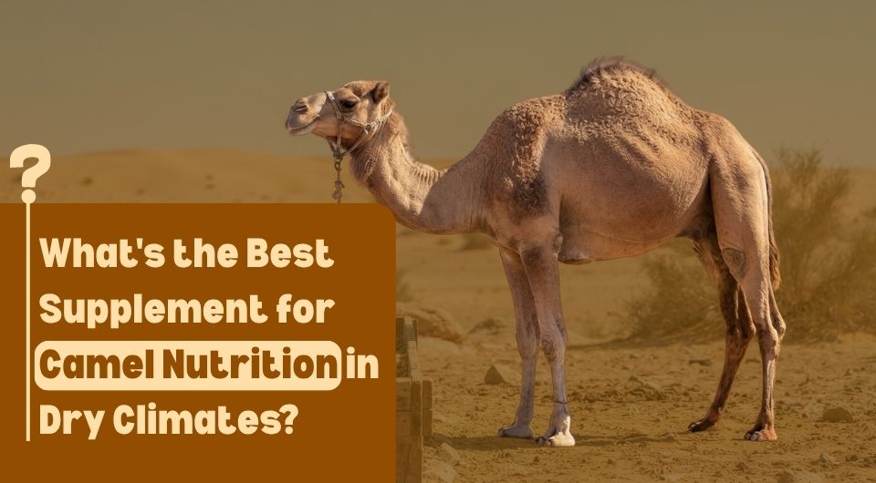 Whats the Best Supplement for Camel Nutrition in Dry Climates